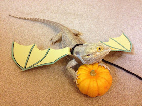 lizard wears attached wings, funny animal pictures, animal photos, funny animals
