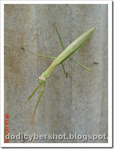 one eye praying mantis 31