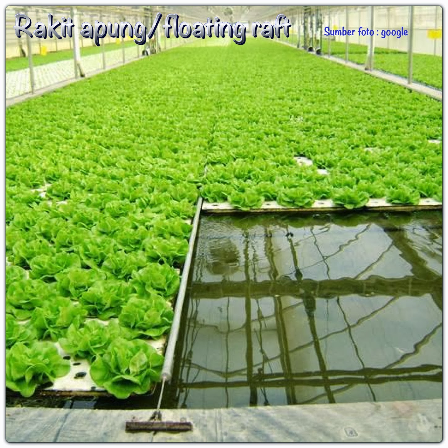 Rumah Hydroponic 2013 11 24