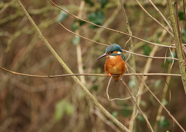 Common Kingfisher छोटा किलकिला, राम चिरैया, शरीफन, निता मछराला  (Alcedo atthis)