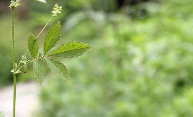 Agrimony Flowers Pictures