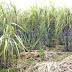 Sugarcane