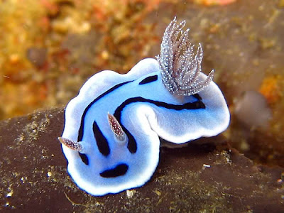 Beautiful Ocean Animal Photos 
