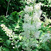 One of Black Cohosh Benefits - Menstrual Cramps