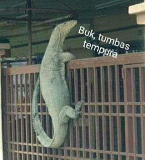  di artikel kali ini saya akan membagikan kumpulan foto meme biawak yang sempat viral di t √ 30+ Kumpulan Foto Meme Biawak Viral 2019