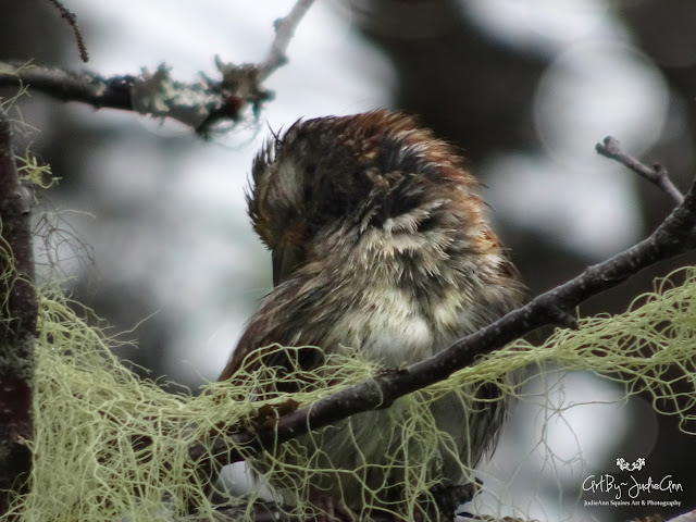 Preening Sparrow