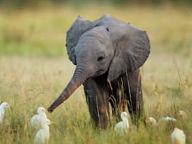 funny animals of the week, baby elephant