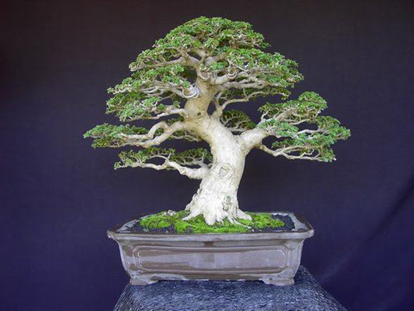 Budidaya tanaman Bonsai