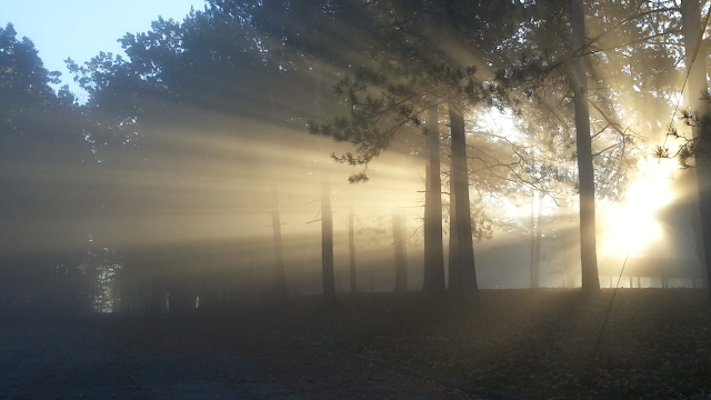 BEAUTIFUL SUNRISE IN THE FOGGY WOODS