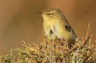 41e. Leaf Warblers