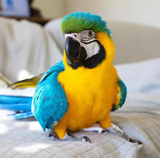 blue and gold macaws for sale