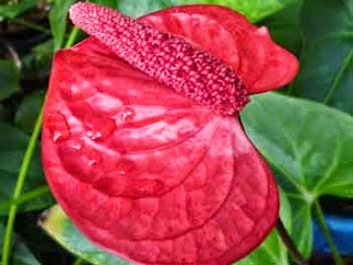 Anthurium Red Spadix