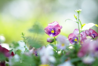 15 arreglos florales para el Día de las Madres - 10 de mayo