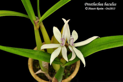 Prosthechea baculus - Stake-Like Prosthechea care