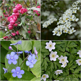 luonto, nature, kukat, flowers