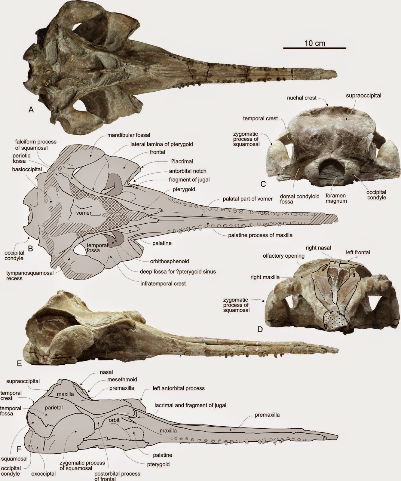 http://sciencythoughts.blogspot.co.uk/2014/10/a-new-species-of-dolphin-from-early.html