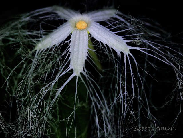 Trichosanthes cucumeroides