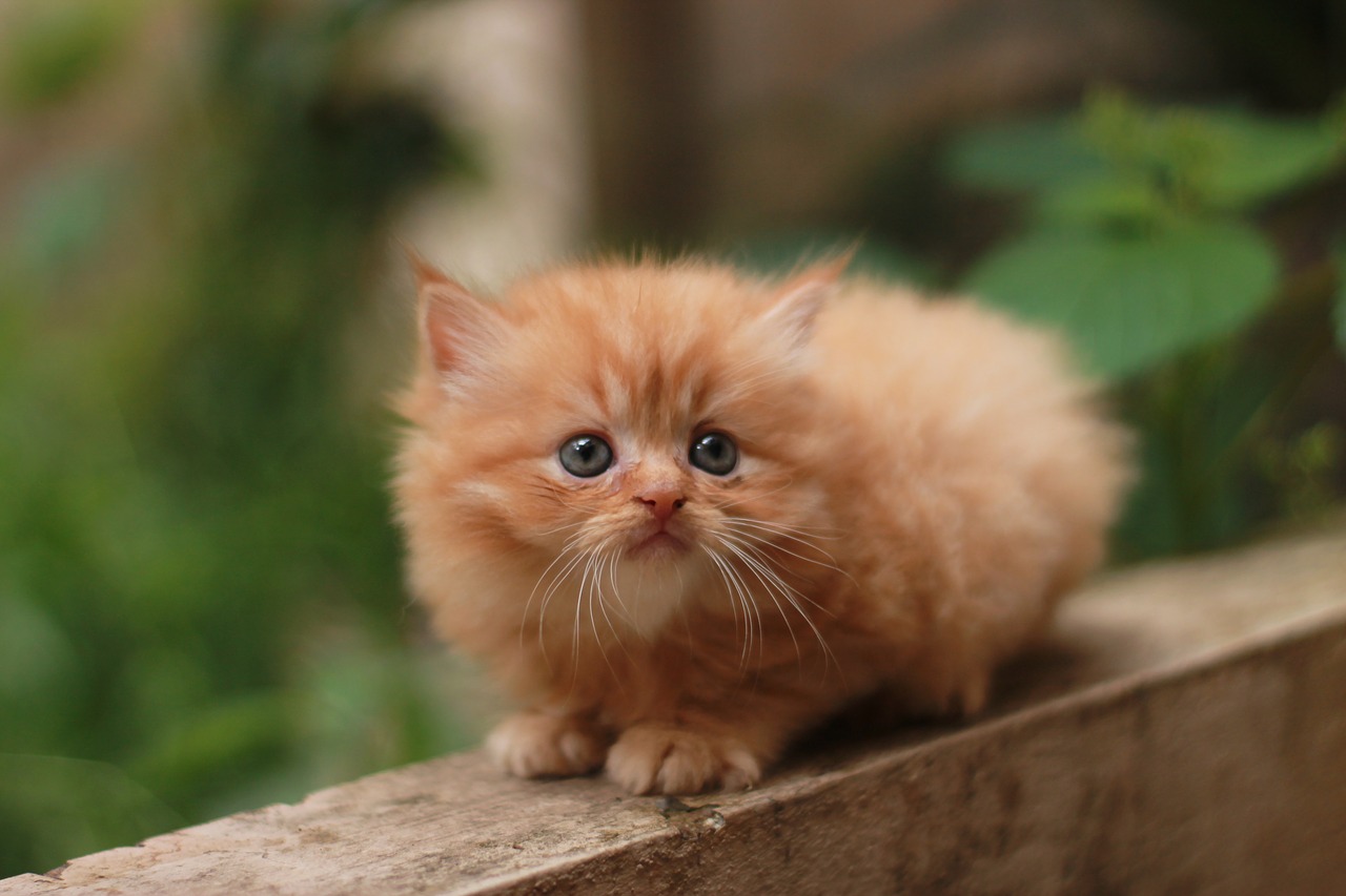 Gambar Kucing  Comel dan Manja Anak Kucing  Lucu dan Paling 