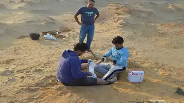 اكتشاف مذهل في المنصورة: حفريات مفترسات ما قبل التاريخ "باستيت وسخمت"