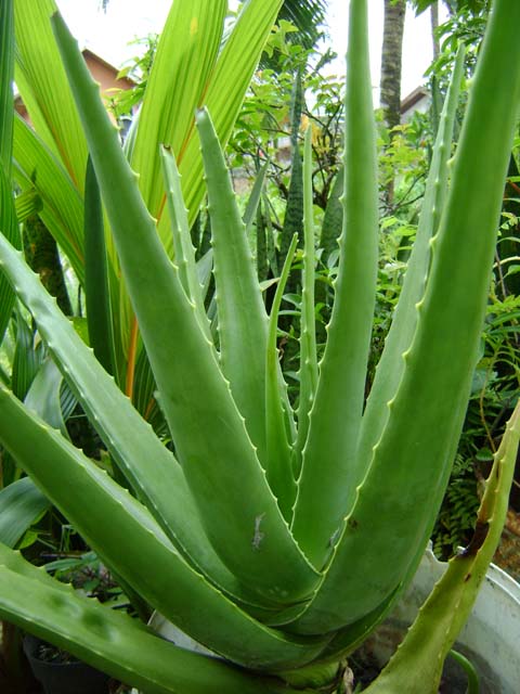 Tanaman Kebun Bunga  Bercocok Tanam Lidah  Buaya 