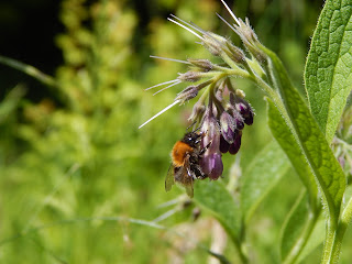 Der vegane Garten- Beinwell