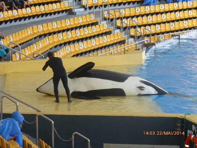 Loro Parque Loro Park Teneriffa Orca Orcashow