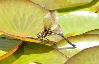 Martin’s Duskhawker (Anaciaeschna martini)