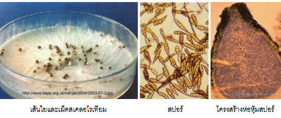 ลักษณะของเชื้อรา