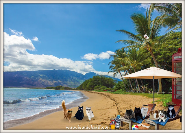 The B Team's Hawaii Beach Selfie ©BionicBasil® Sunday Selfies Blog Hop