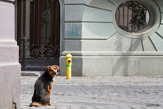 Perro vago como dicen por aquí