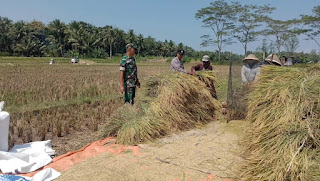 Bhabinkamtibmas Sampaikan Himbauan Kamtibmas Kepada Petani Yang Sedang Panen