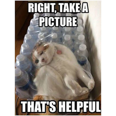 33 Funny Cat Memes