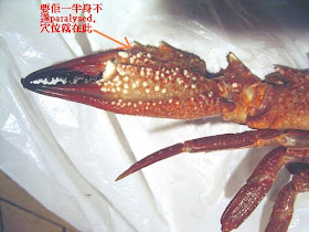 Anglertony 重磯樁地 08