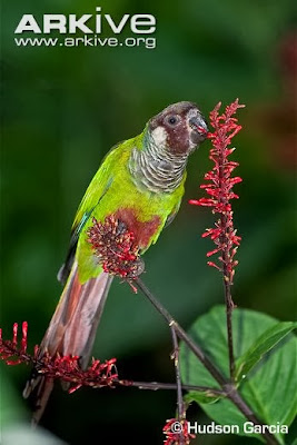 Cotorra cara parda; Pyrrhura leucotis