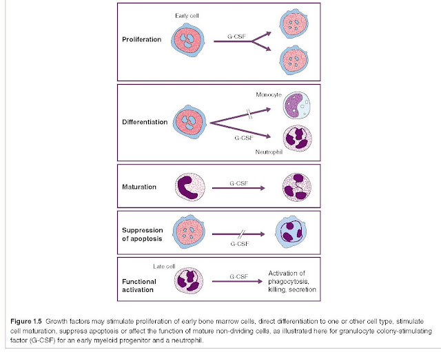 Growth factors may stimulate proliferation of early bone marrow cells, direct differentiation to one or other cell type, stimulate cell maturation, suppress apoptosis or affect the function of mature non‐dividing cells, as illustrated here for granulocyte colony‐stimulating factor (G‐CSF) for an early myeloid progenitor and a neutrophil.