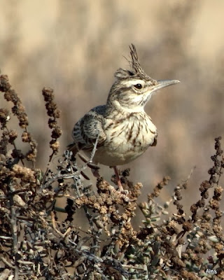 "Crested Lark Galerida cristata chendoola , snapped in Kutch."