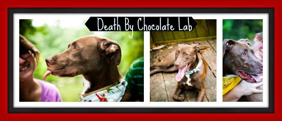               Death By Chocolate Lab
