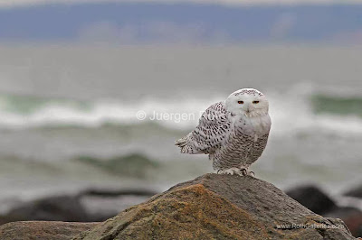 http://juergen-roth.artistwebsites.com/featured/snowy-owl-juergen-roth.html