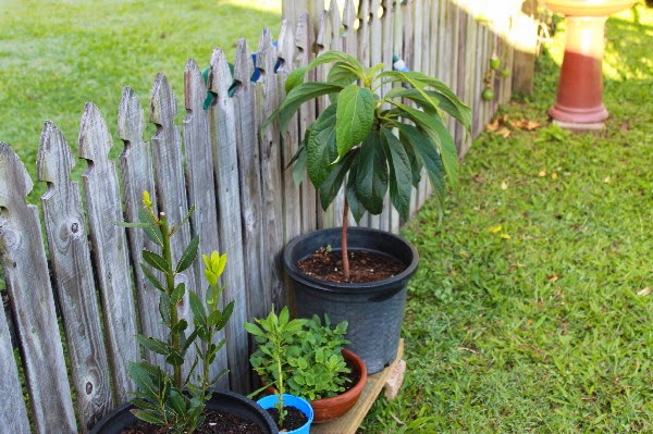 How to grow avocado from seed