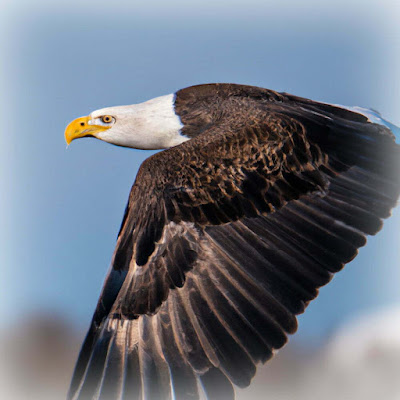 How to Keep Bald Eagles Away from Your Fish Pond