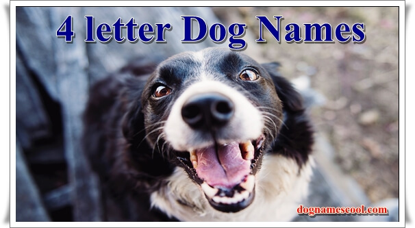 Best List Of 4 Letter Dog Names For Boy Girl Canine