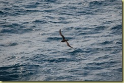 Souther Ocean (2)