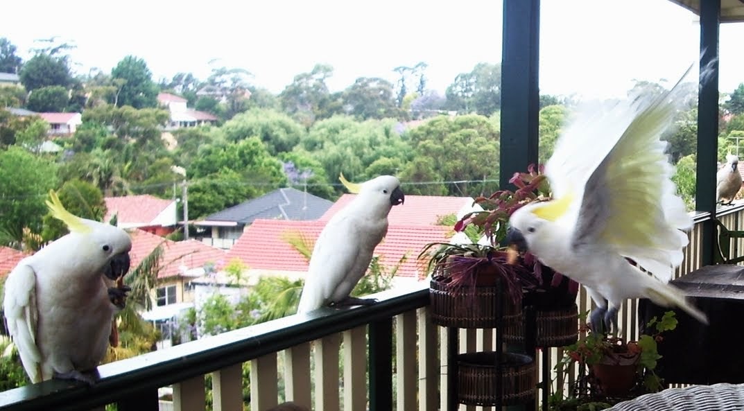 cockatoos in my deck - cacatuas en mi deck