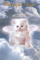 angel kitten