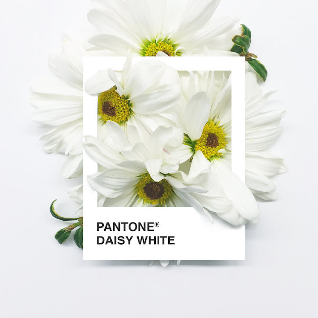 Pantone Flowers, un colorido proyecto realizado con hermosas flores