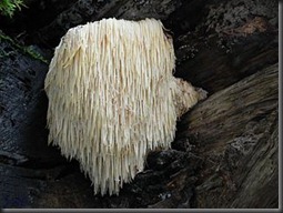 Hericium_erinaceus