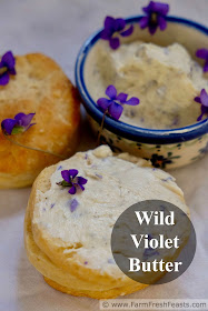 title image of a dish of wild violet butter and wild violet butter slathered on a biscuit