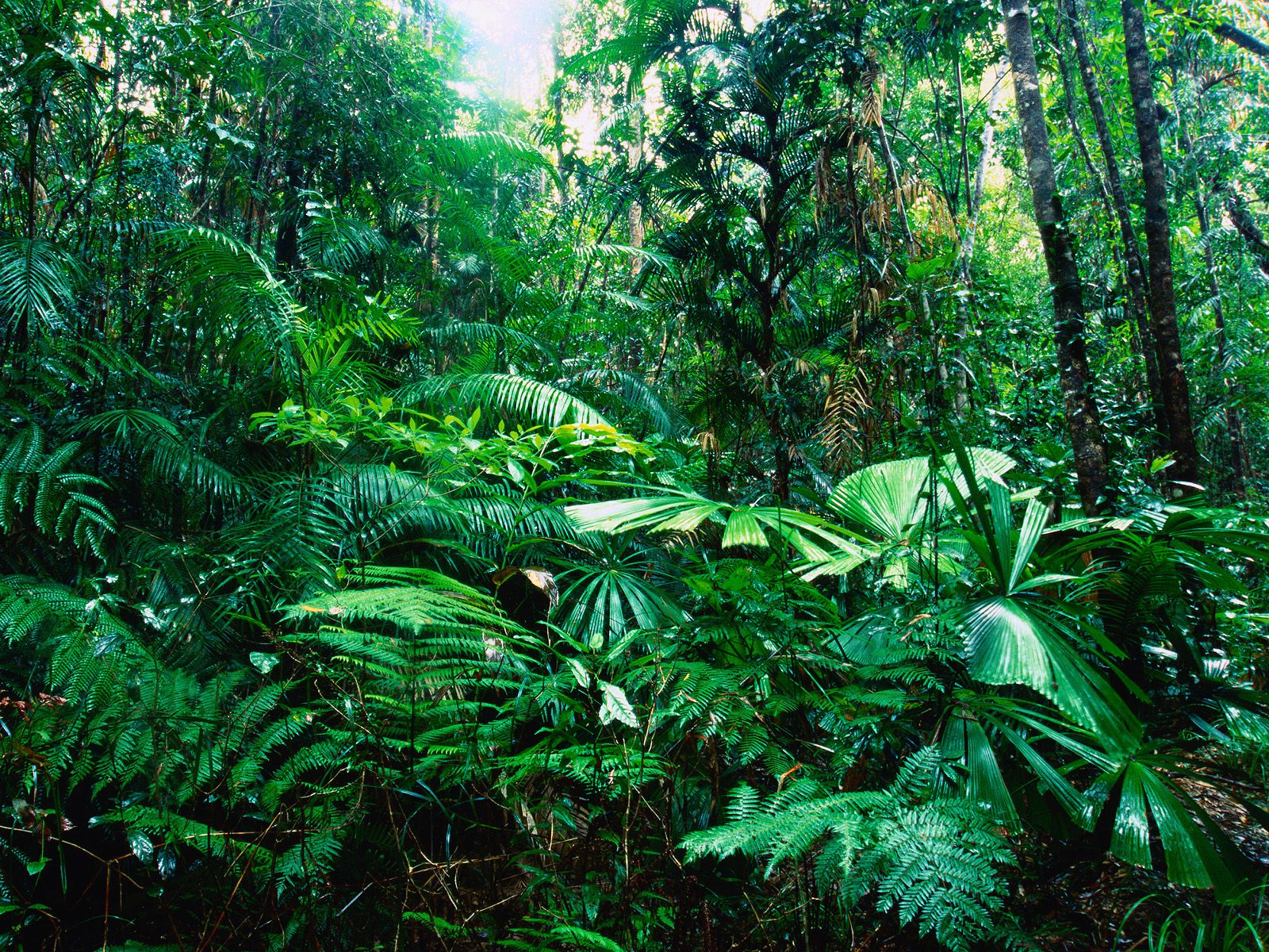 Beautiful Rainforest Backgrounds ~ Wallpaper & Pictures