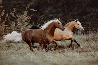 caballos-apasionantes-en-las-fotografias