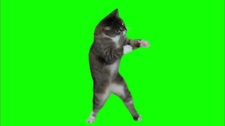 cat boxing meme green screen template download
